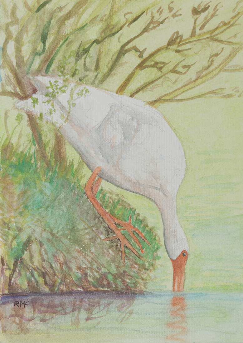 Witte watervogel op de oever