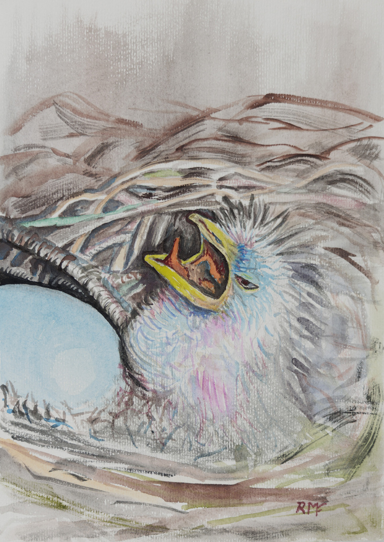 Kuiken net uit het ei