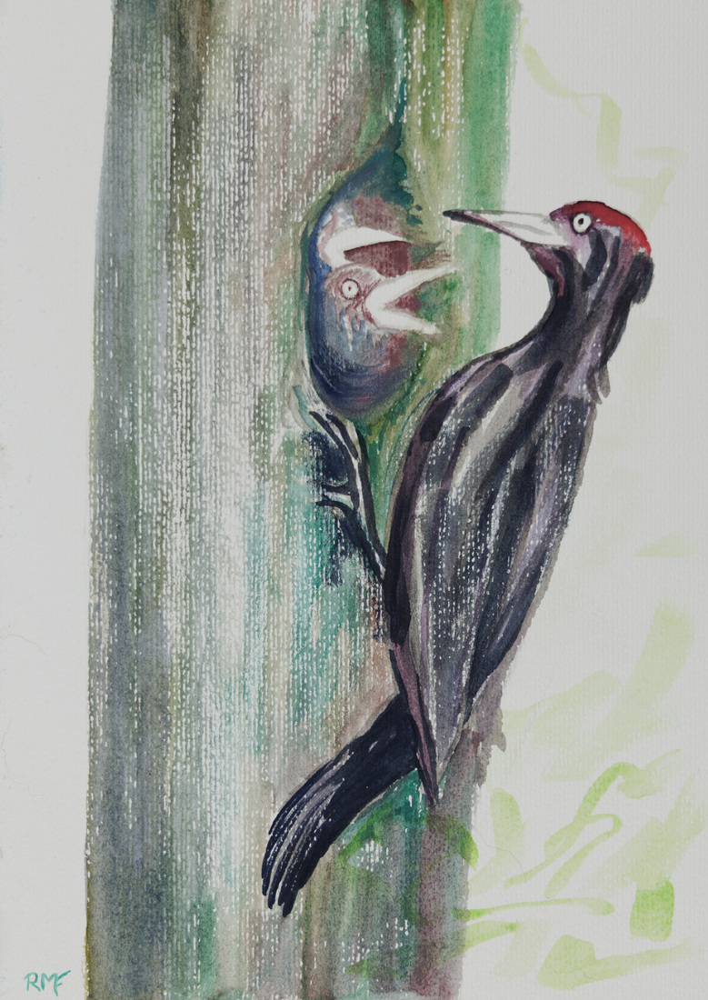 All feeding and no pecking makes woodpecker a dull girl