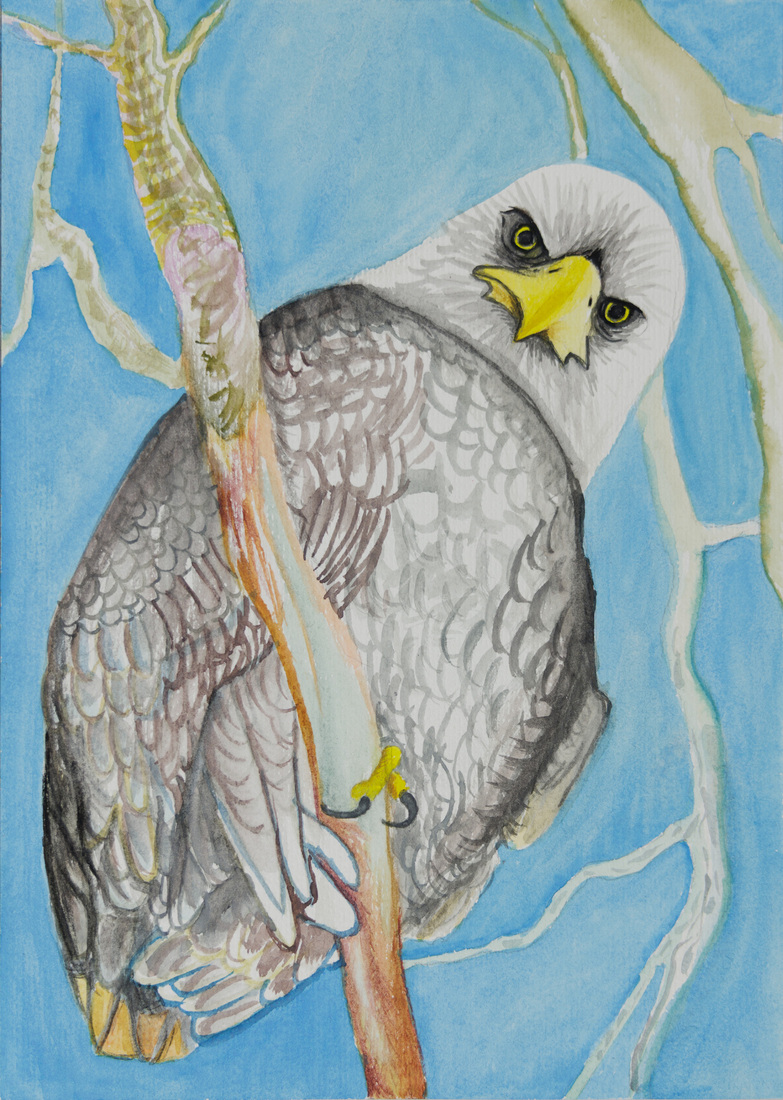 Roofvogel houdt je in de gaten