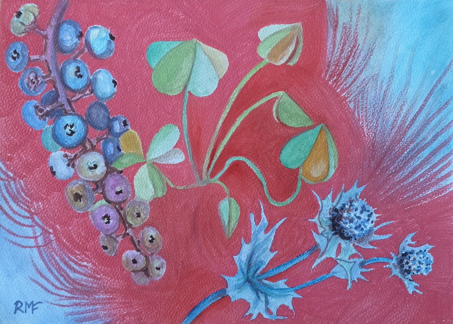 Eryngium, Karmozijnbes, Oxalis