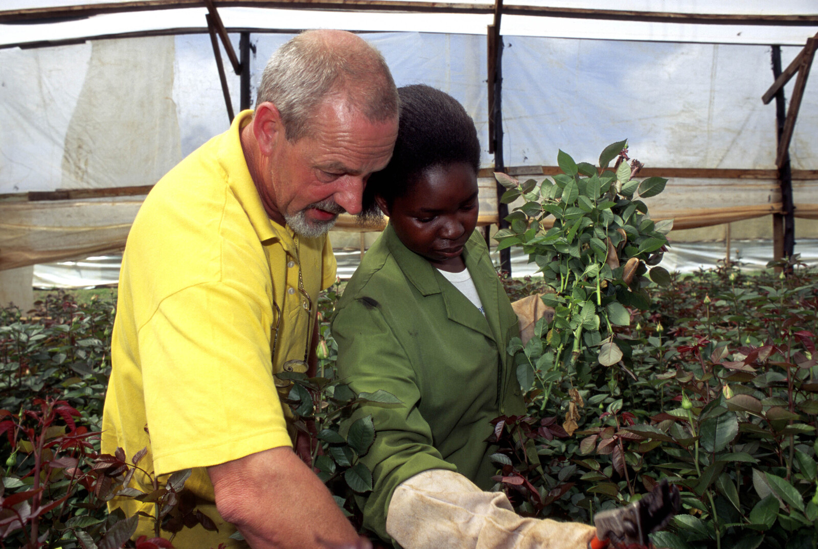 Kenya, Kiambu county, Limuru 2000