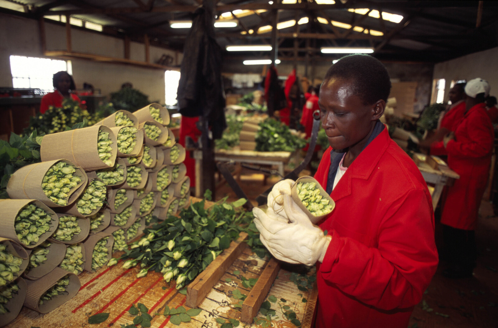 Kenya, Kiambu county, Limuru 2000