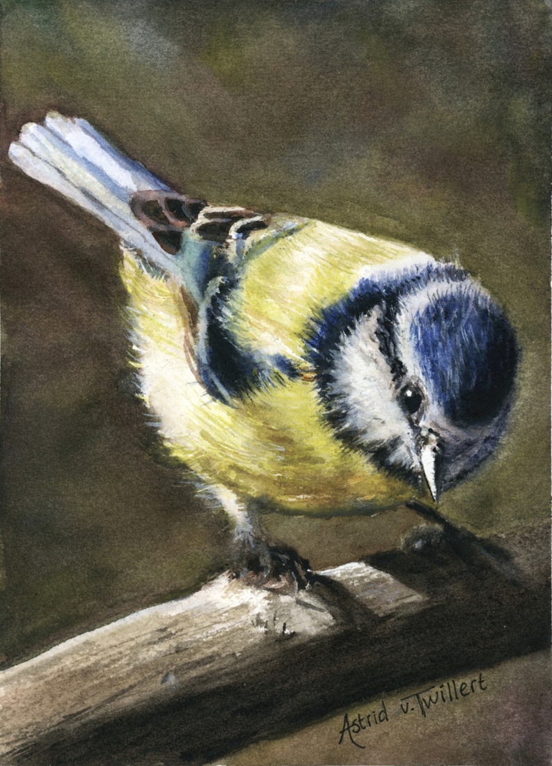 Blue Tit