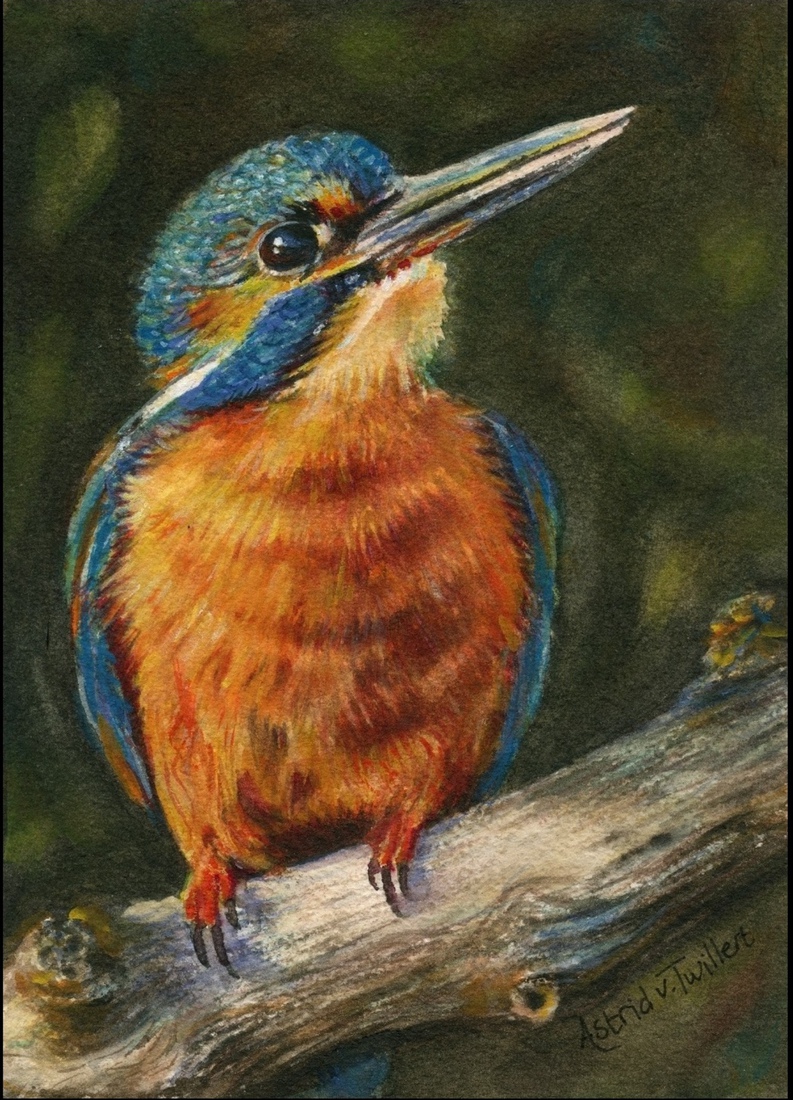 Kingfisher