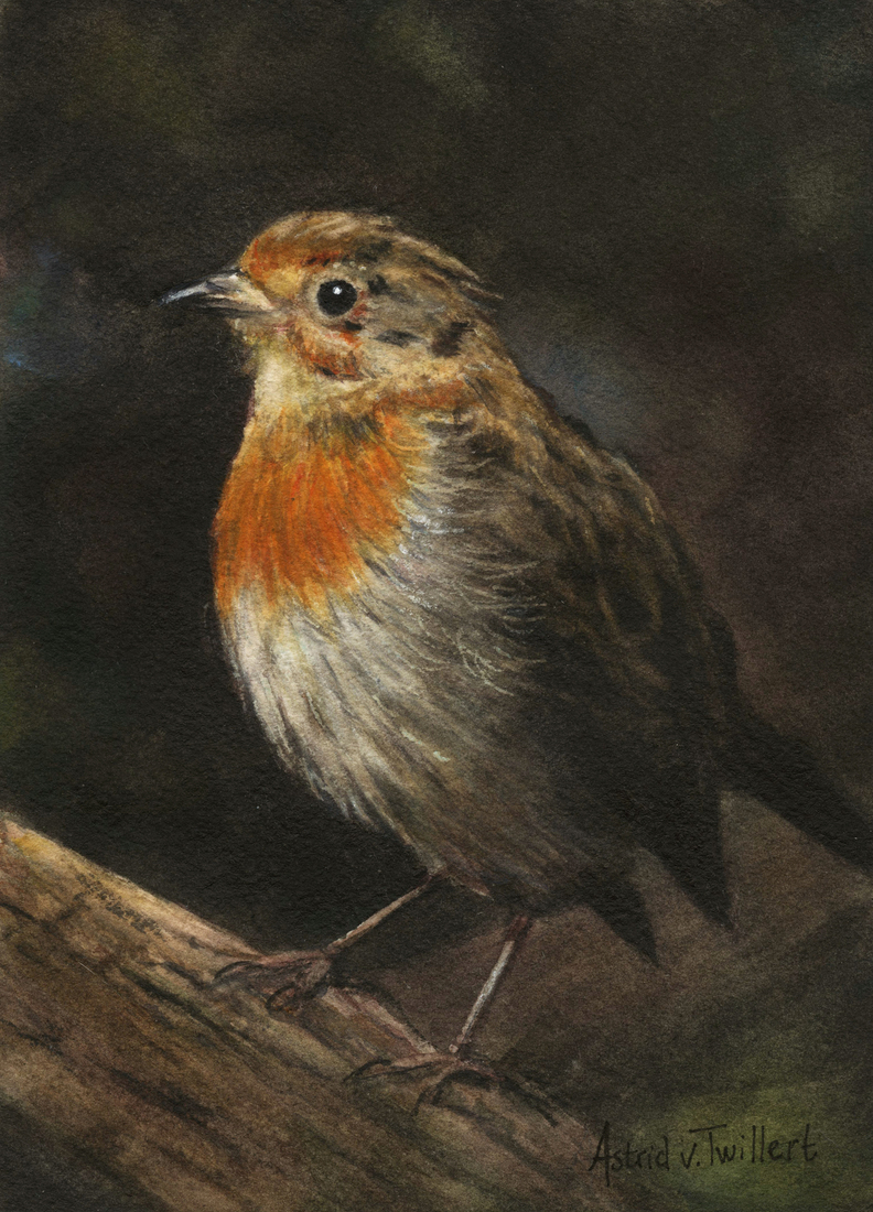 Young Robin