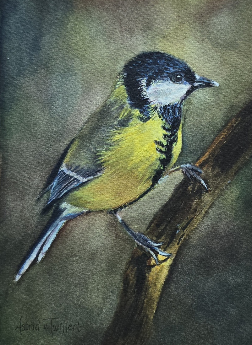 Great tit (Koolmeesje)