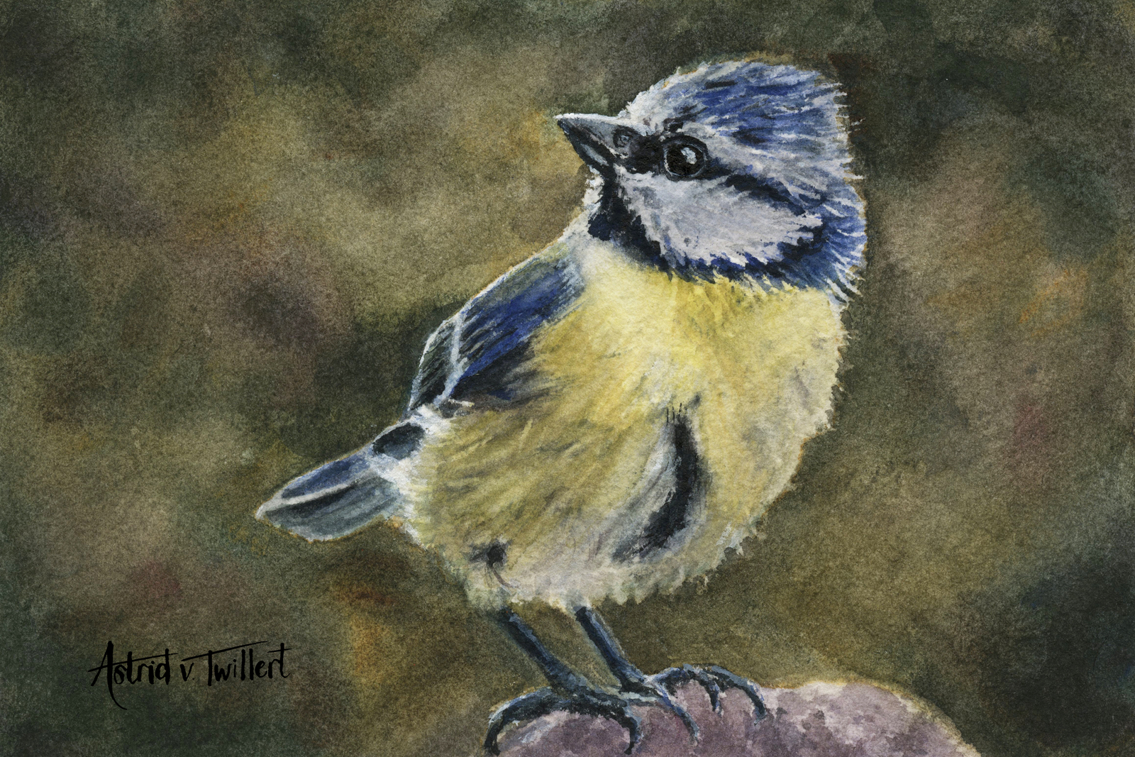 Come on! (Blue tit mom) 