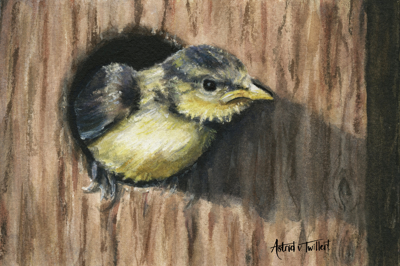No, not today! (Blue tit baby)