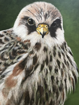 Expositie Graafzicht