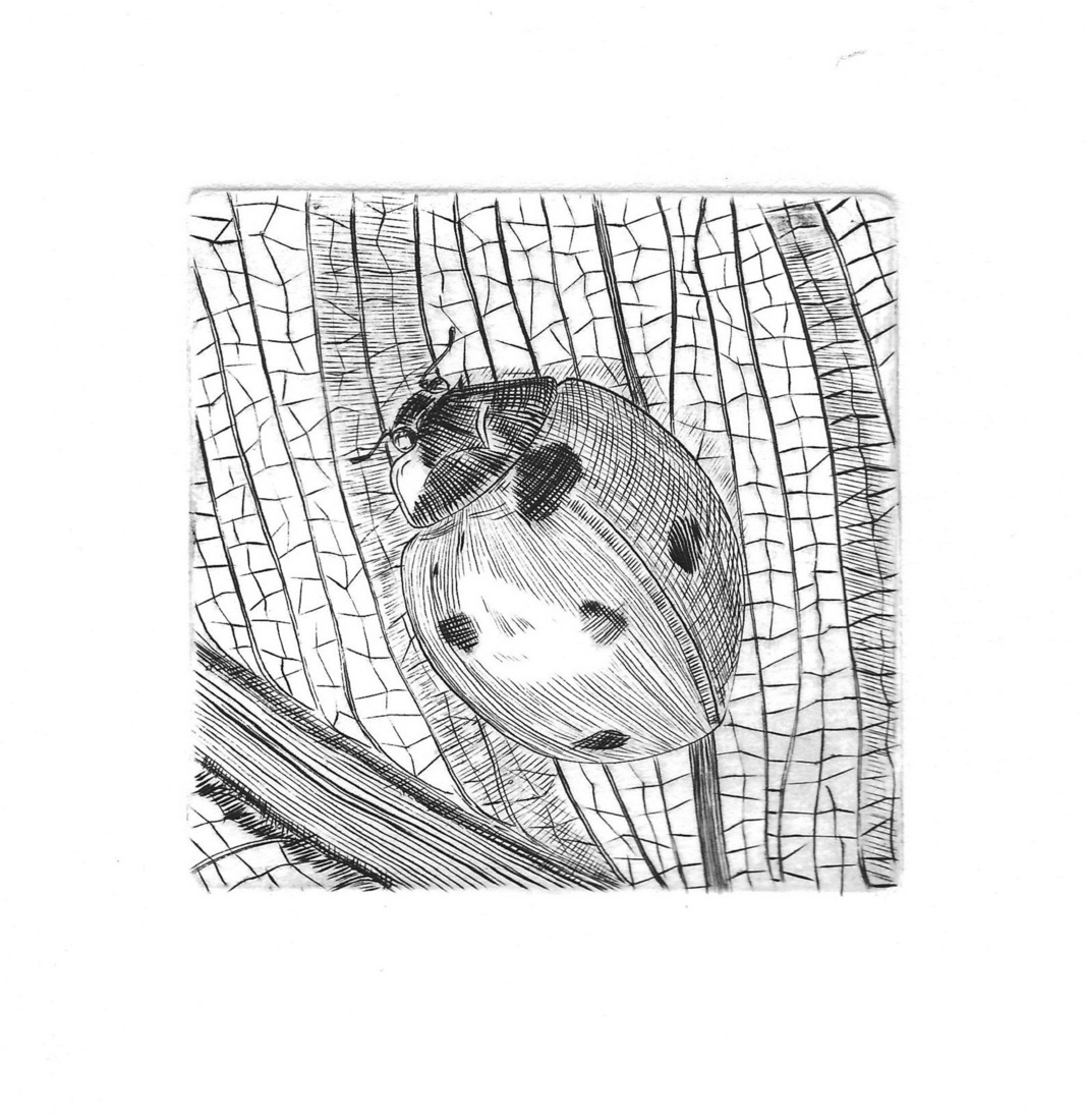 Lieveheersbeestje op een blad