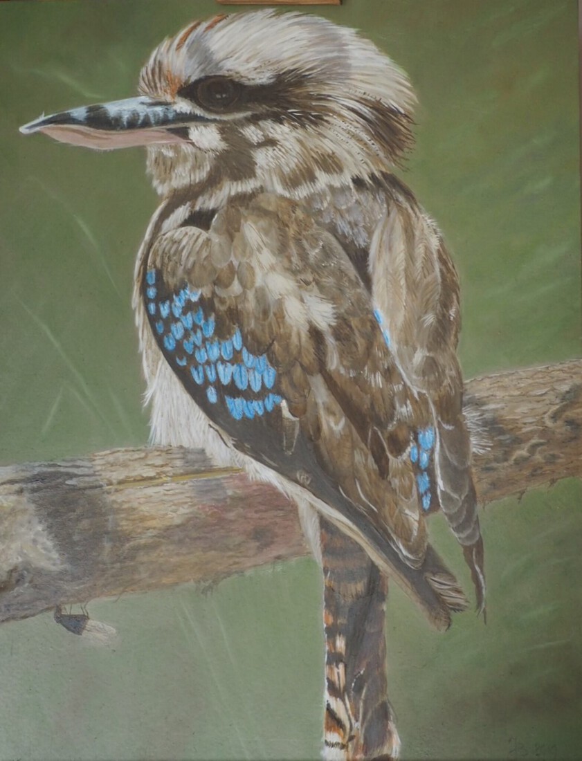 kookaburra