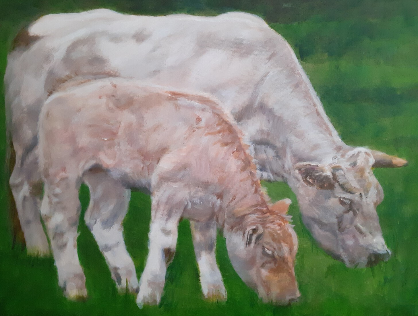 Twee koeien in Twiske