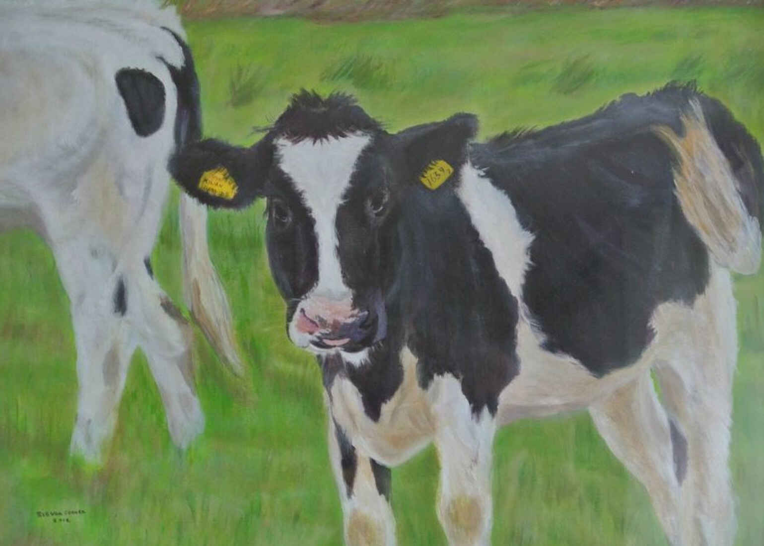  Jonge koe in het Twiske