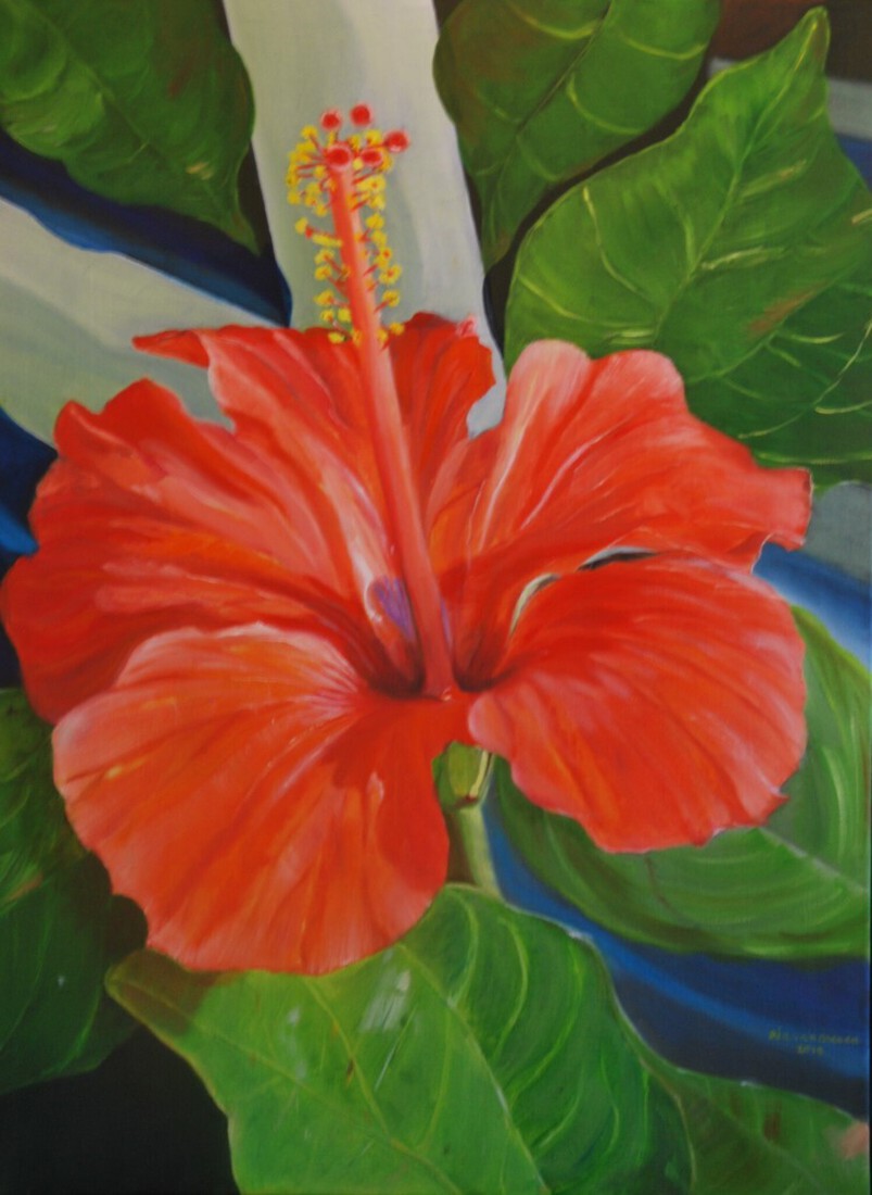 Hibiscus