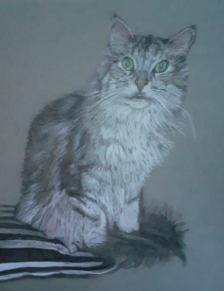Poes op kussen
