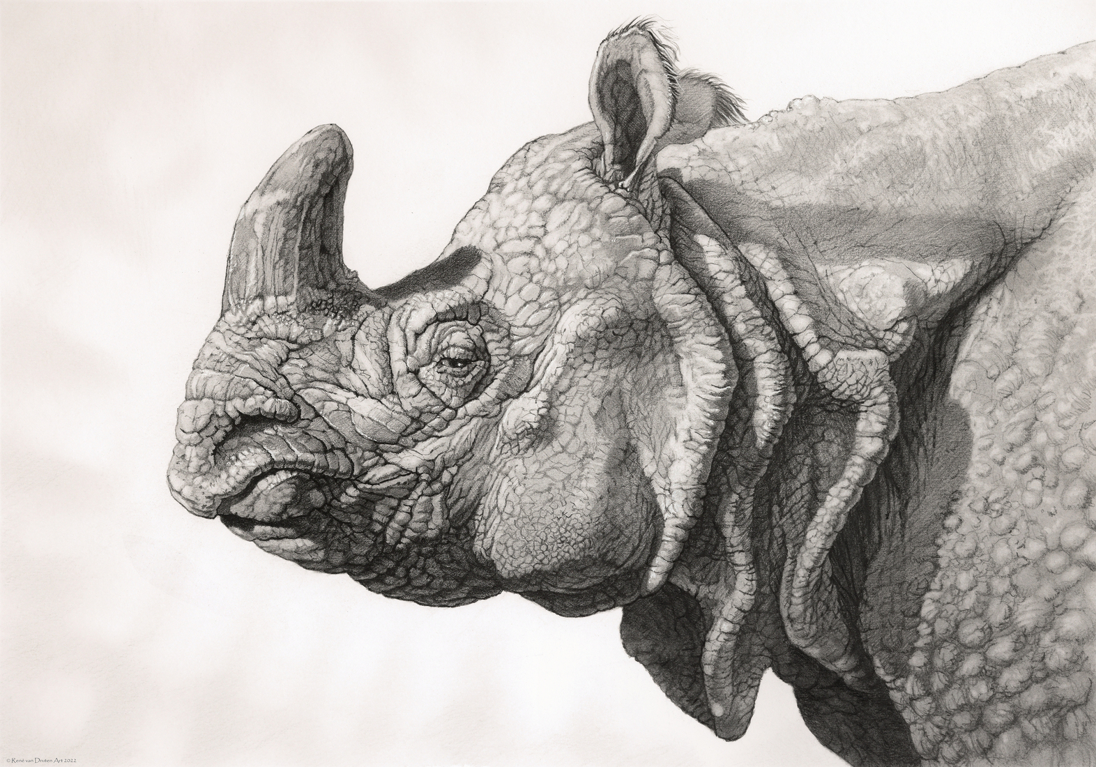 Indian Rhino portrait
