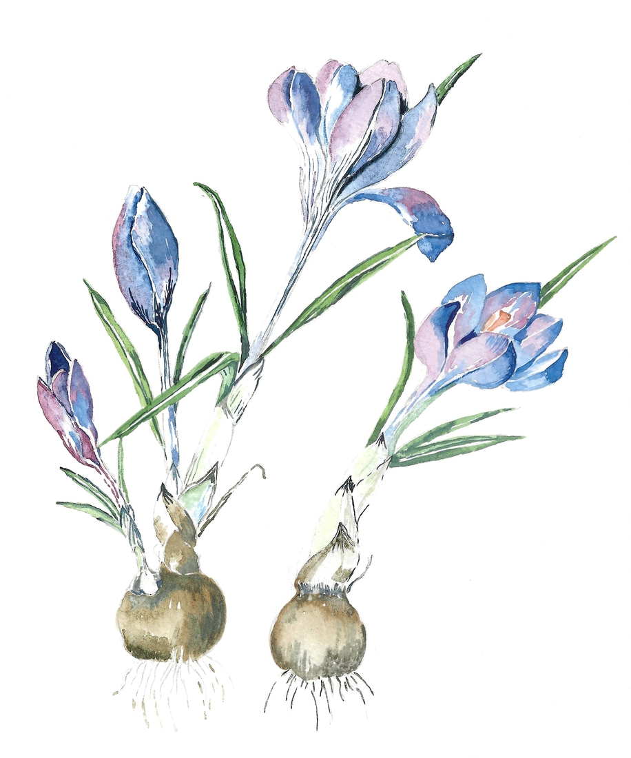 Crocuses