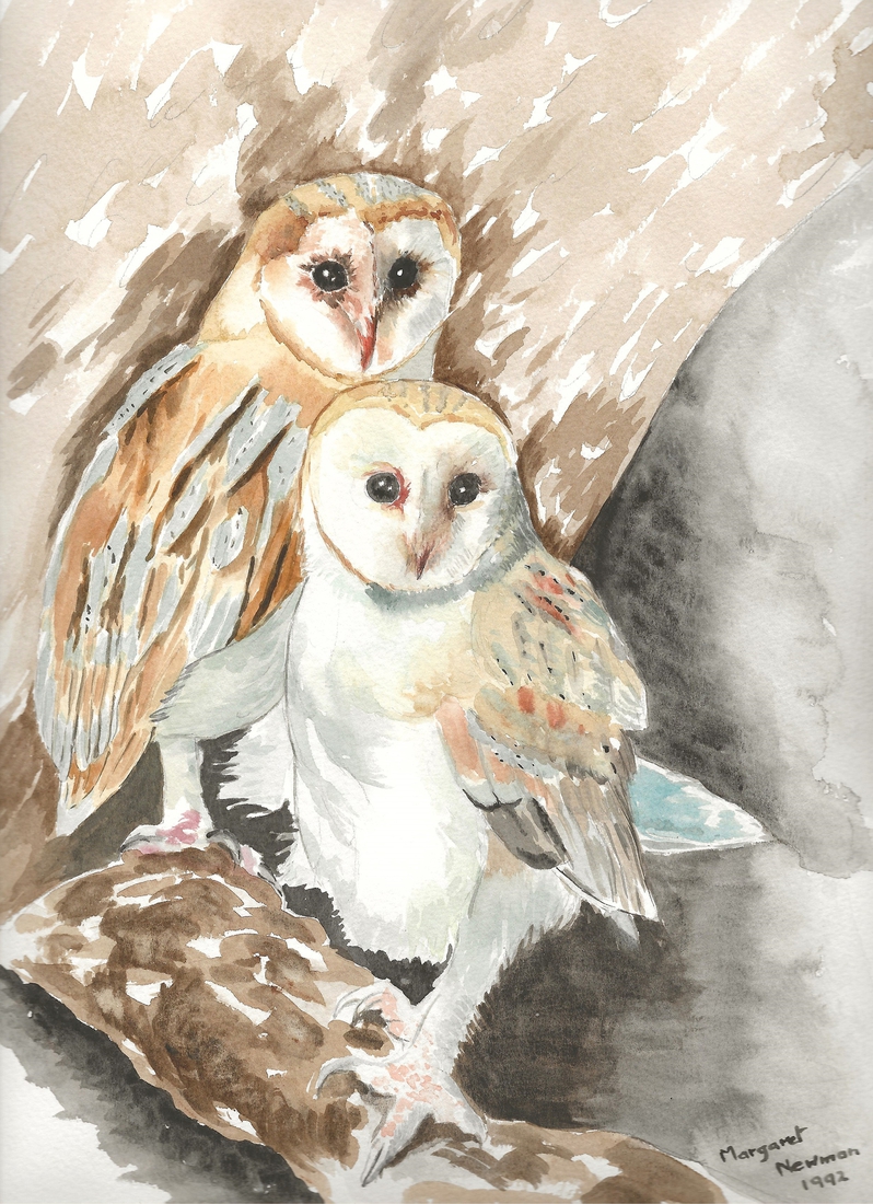 Barn owls