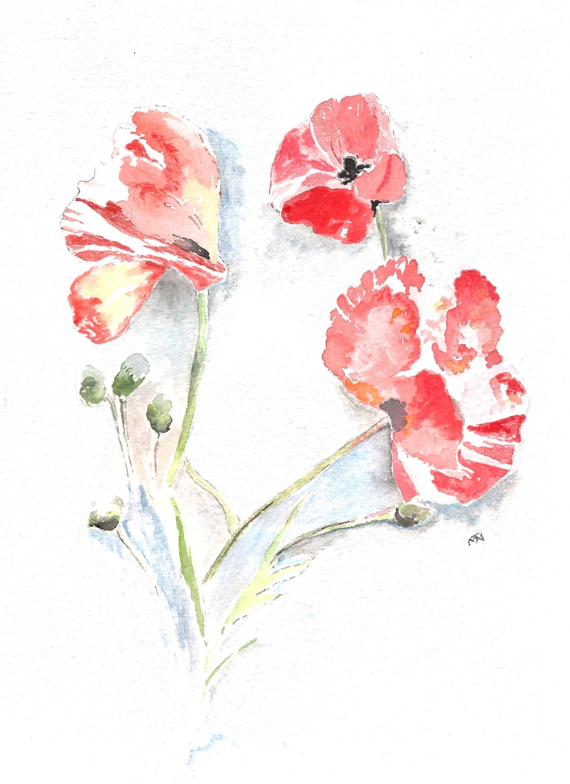Poppies