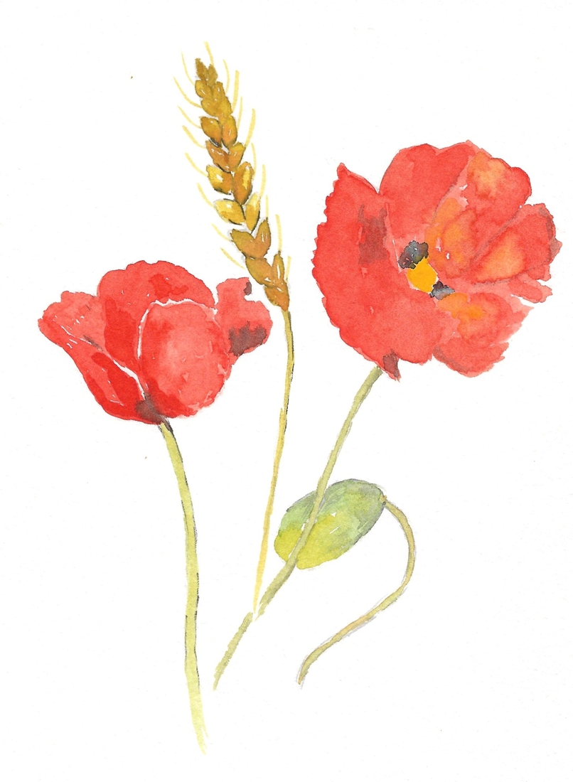 Poppies 2