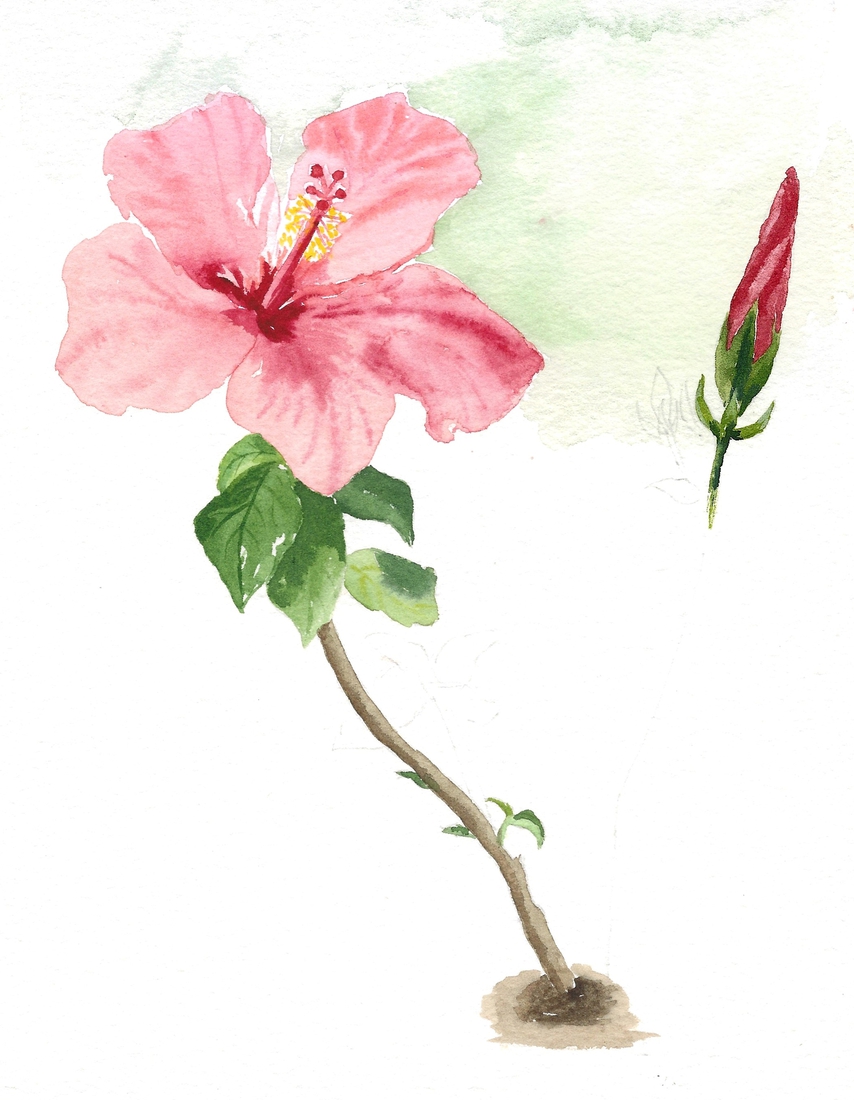 Hibiscus