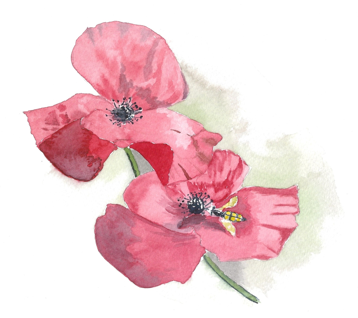 Poppies 3