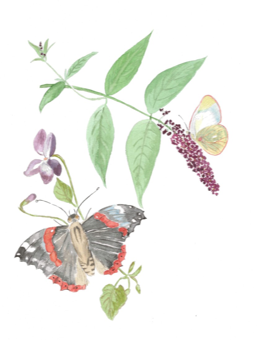 Budlia and butterflies