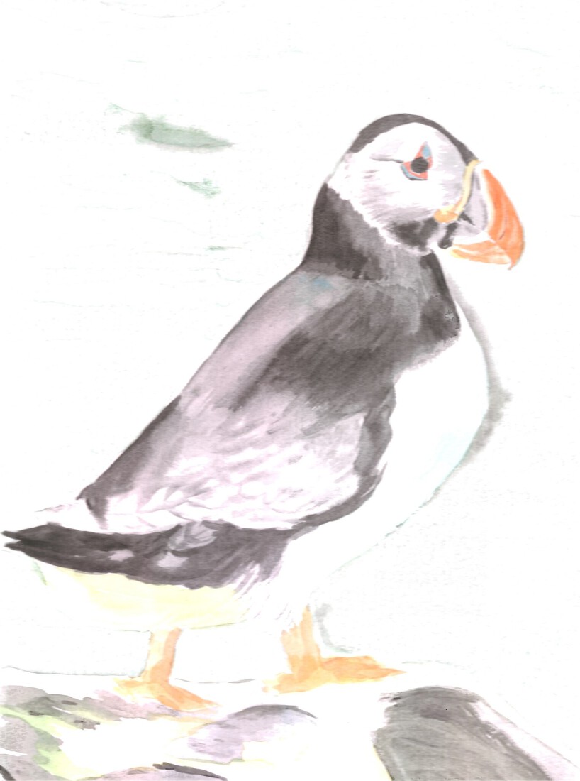 Puffin