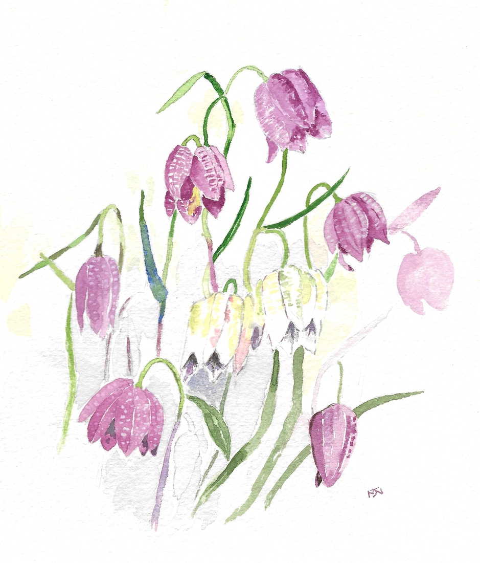 Fritillaria