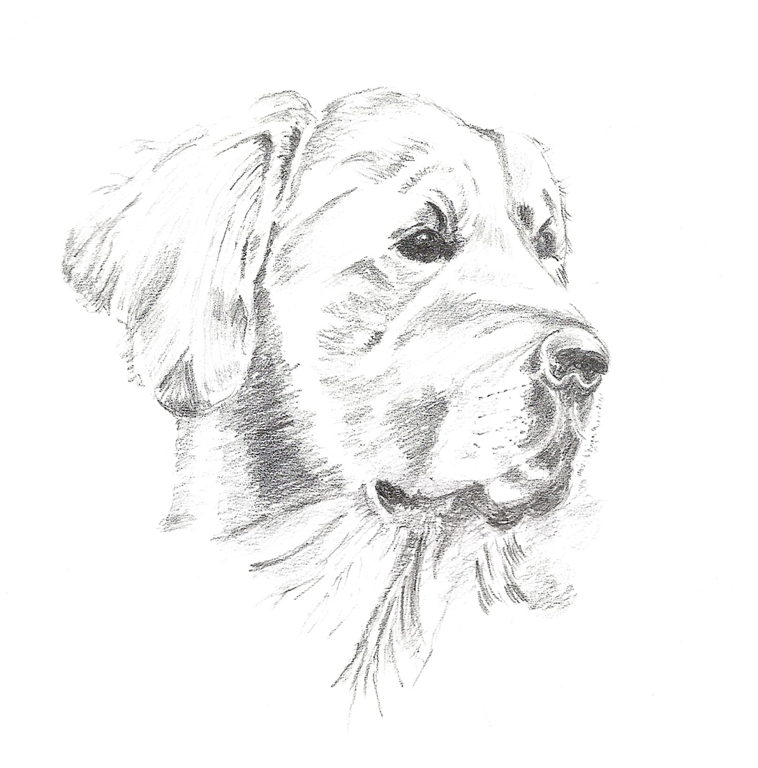 Labrador