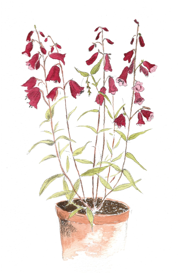Penstemon 'Garnet'