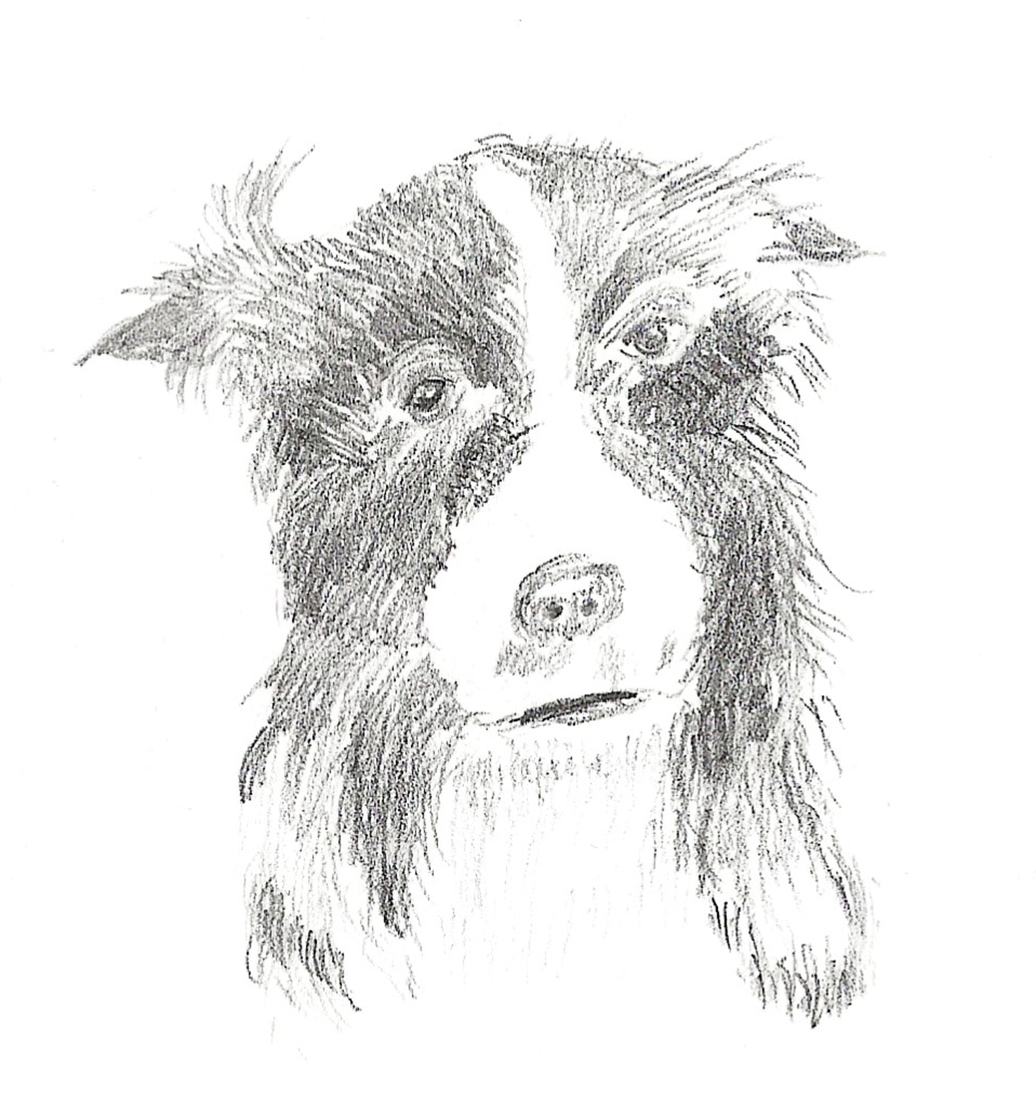 Collie dog
