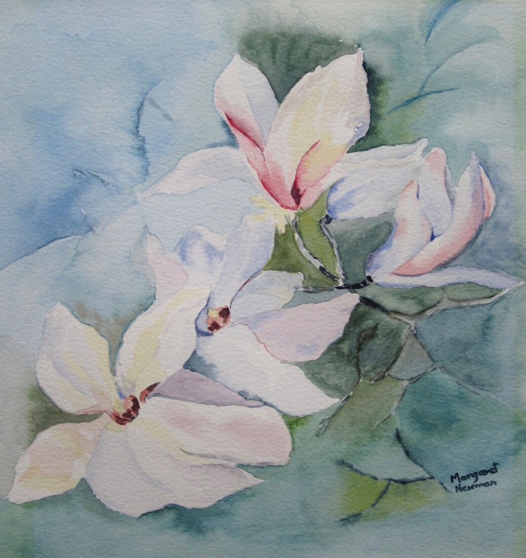 Magnolia flowers