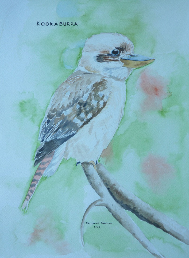 Kookaburra