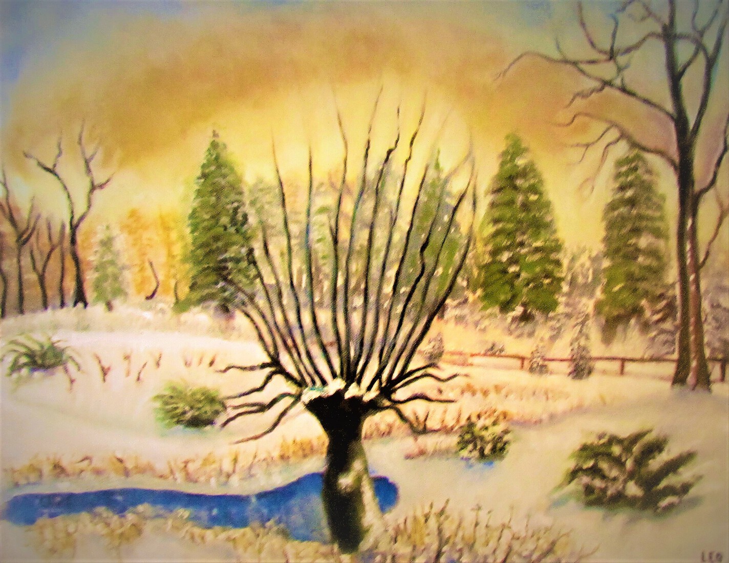 Arboretum in de winter
