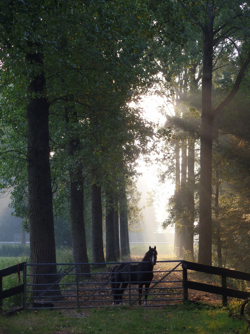 Misty Schotman Paard