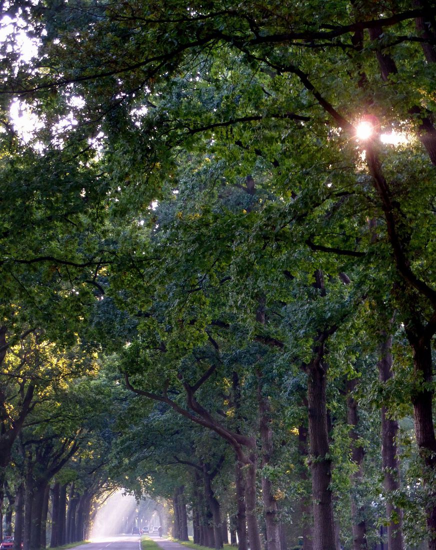 Misty Provinciale weg