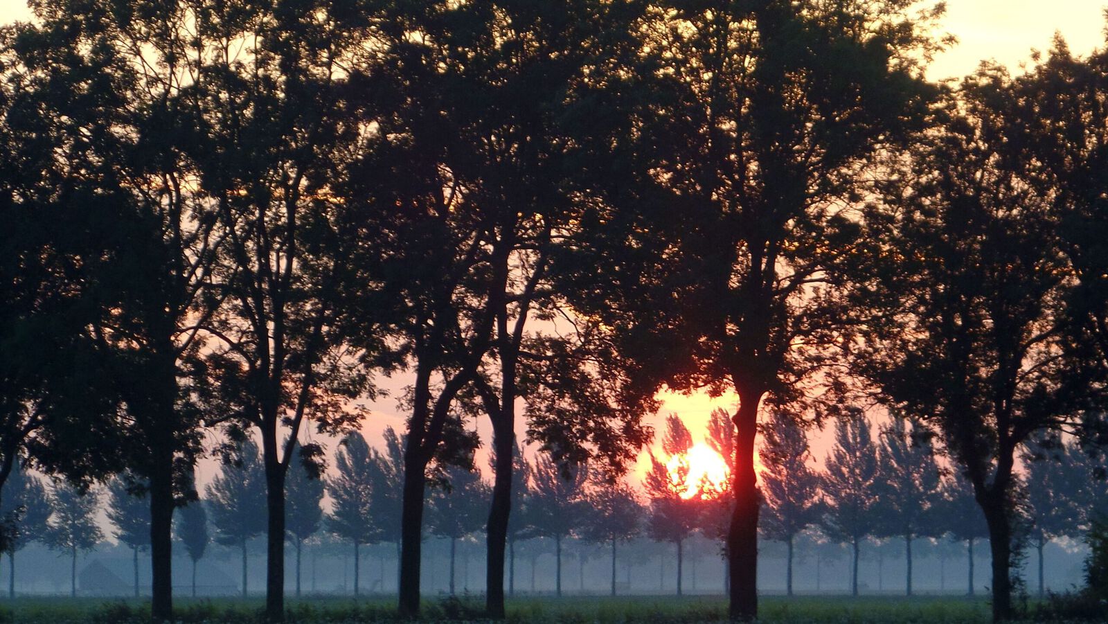 Misty Biesbosch Polder