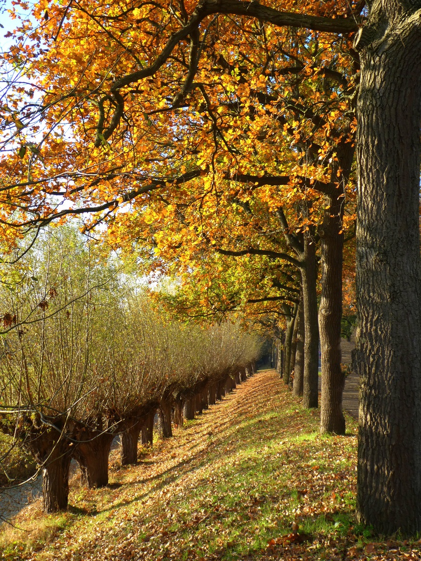 Herfst Provinciale weg 2