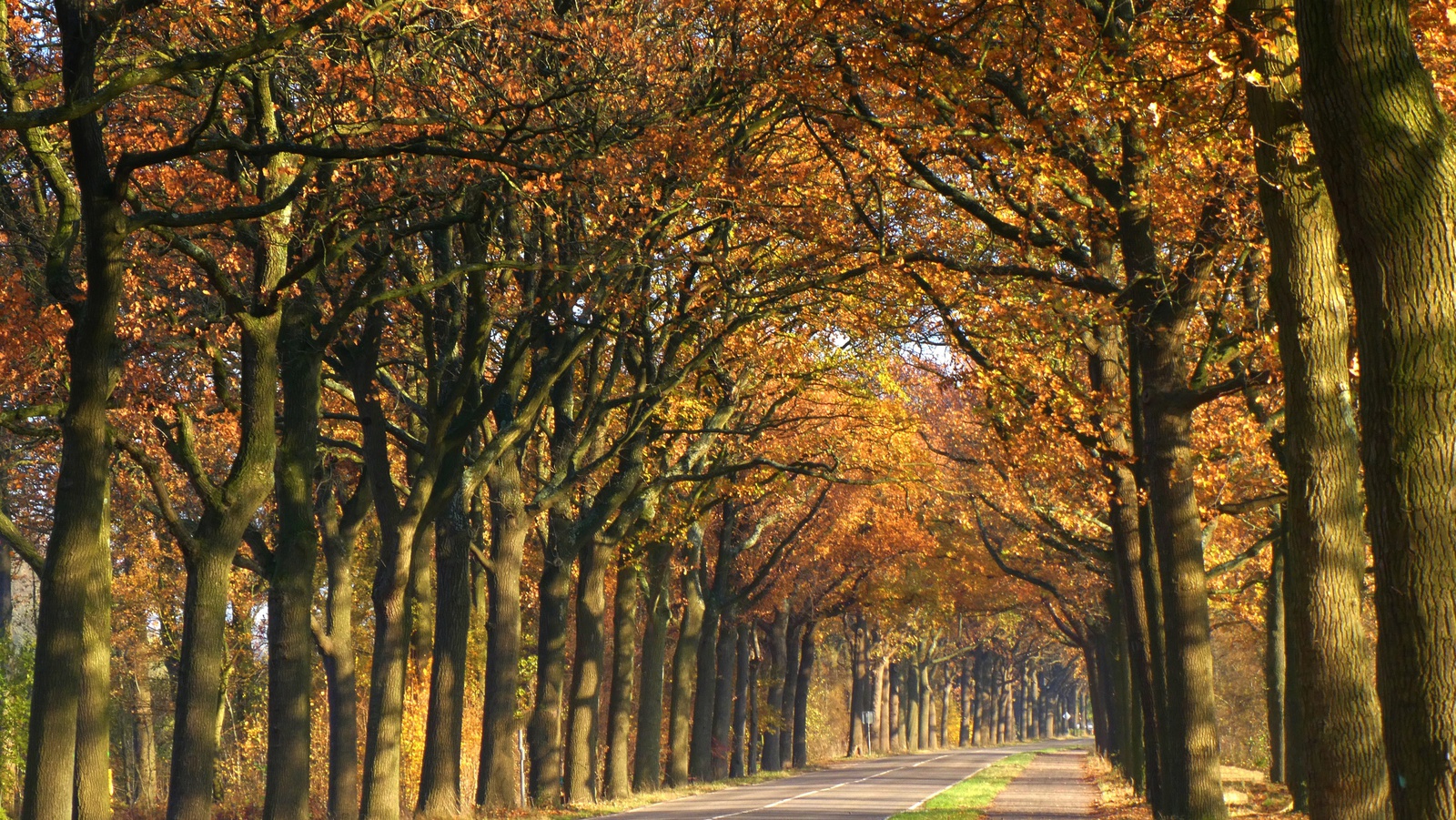 Herfst Provinciale weg