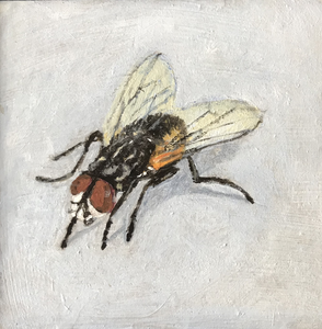 Kleine beestjes die ik dagelijks in de tuin tegenkom en de wat grotere huisdieren