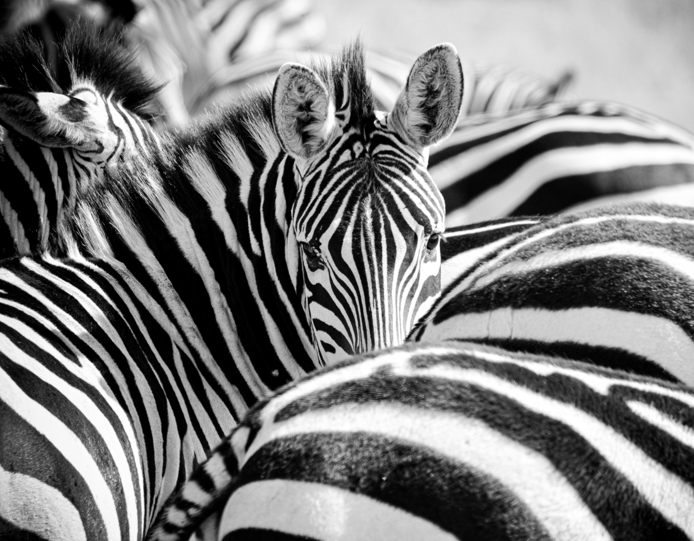 Zebra, zwart/wit