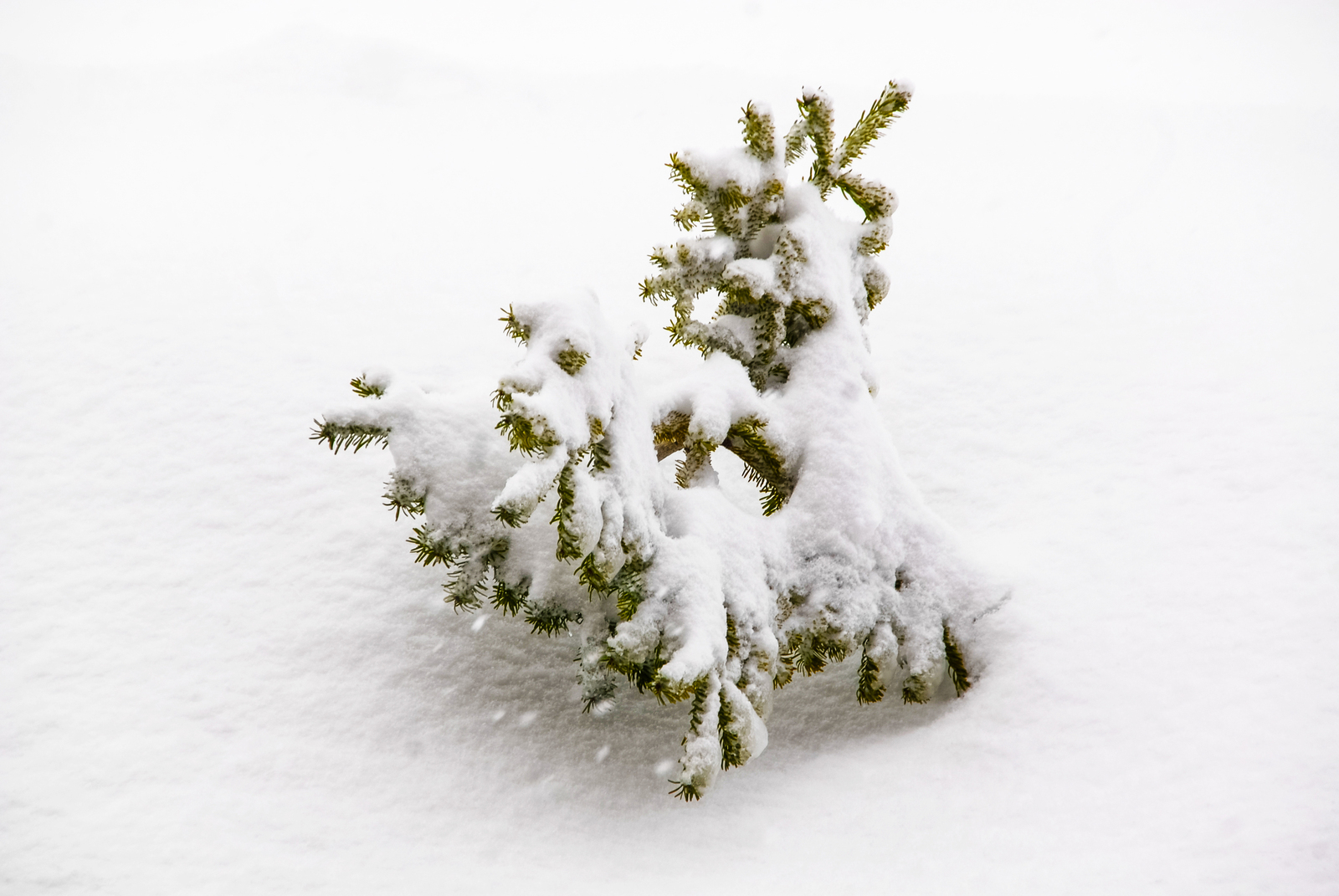 Overleven in de sneeuw