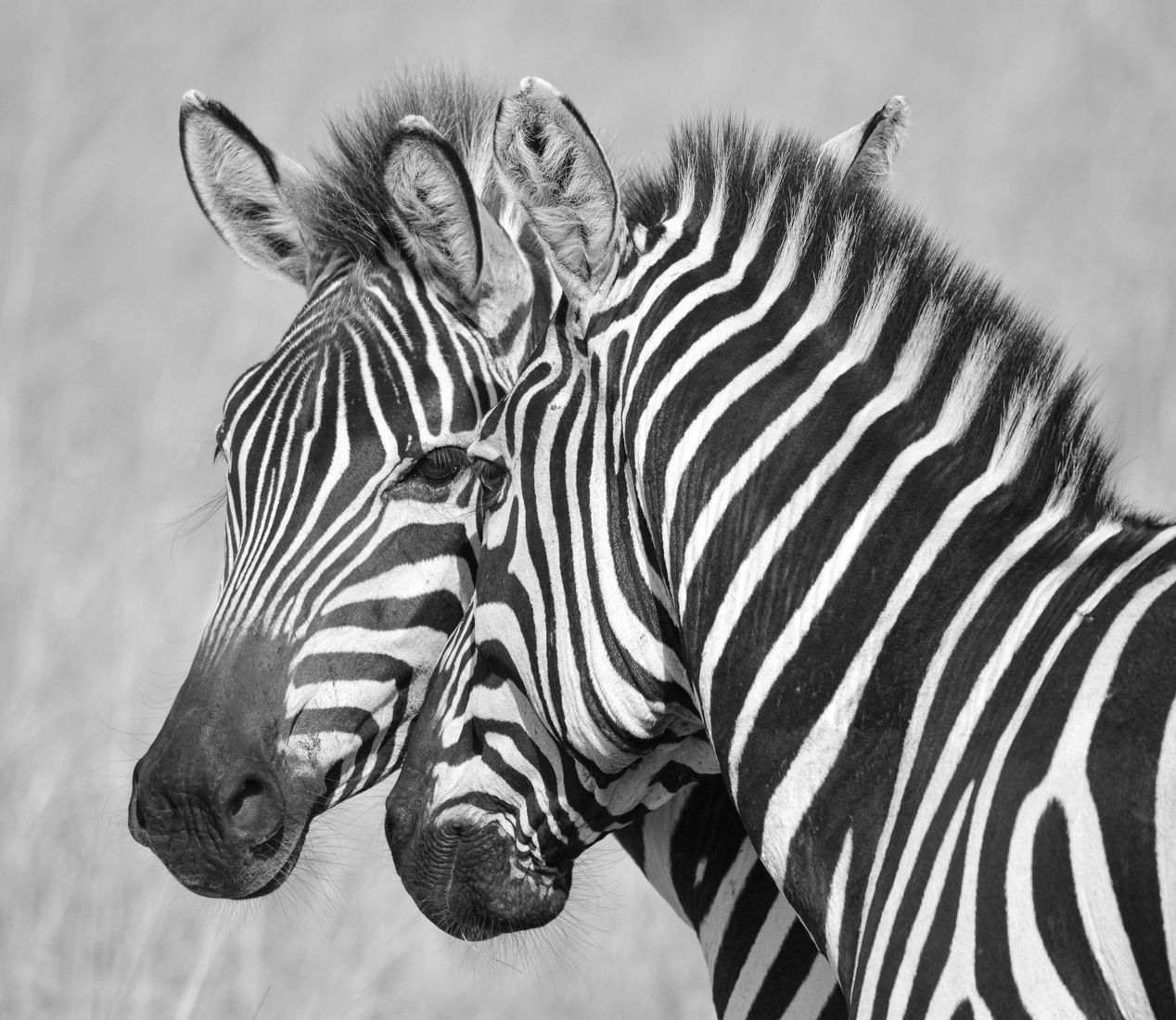 Zebra's in zw