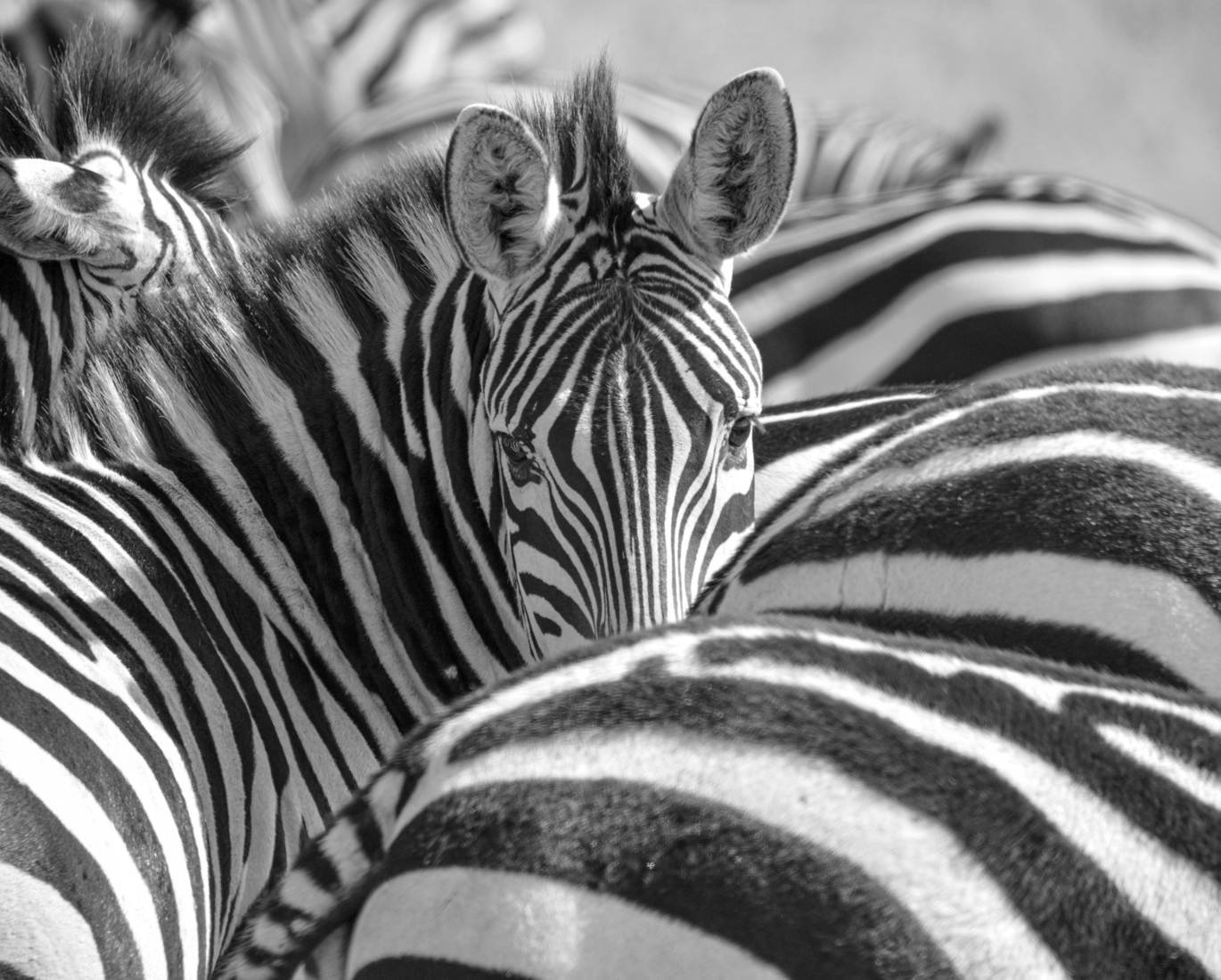 zebras in zw