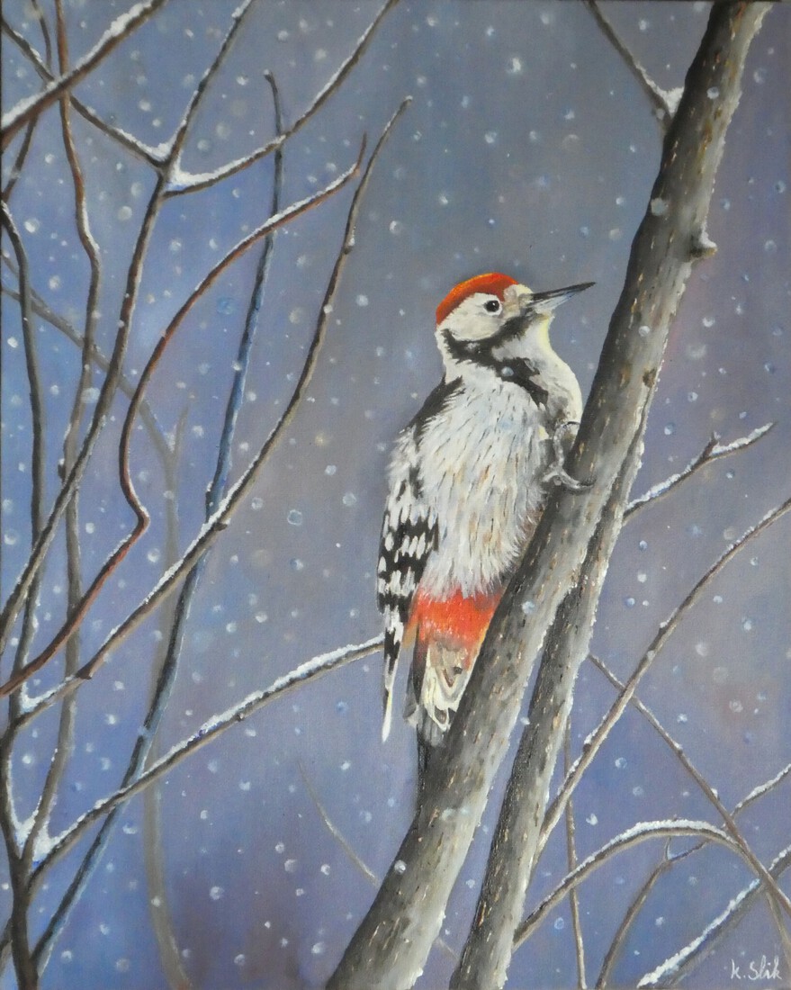 Middelste bonte specht