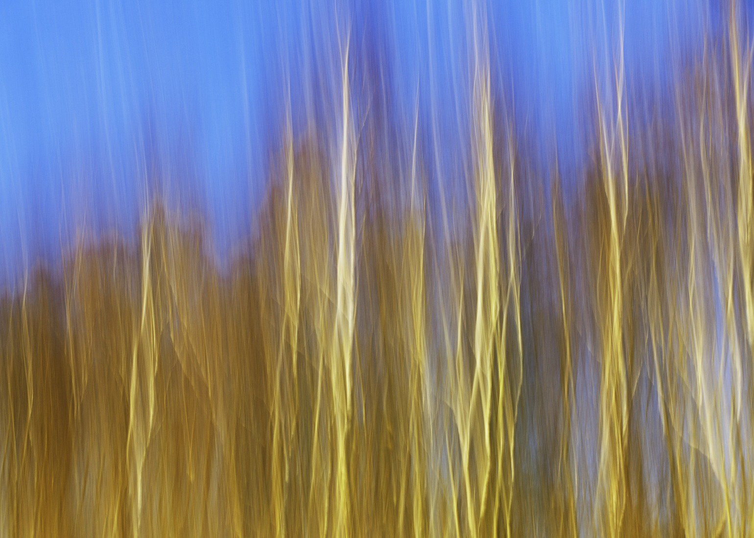 Bomen tegen blauwe lucht