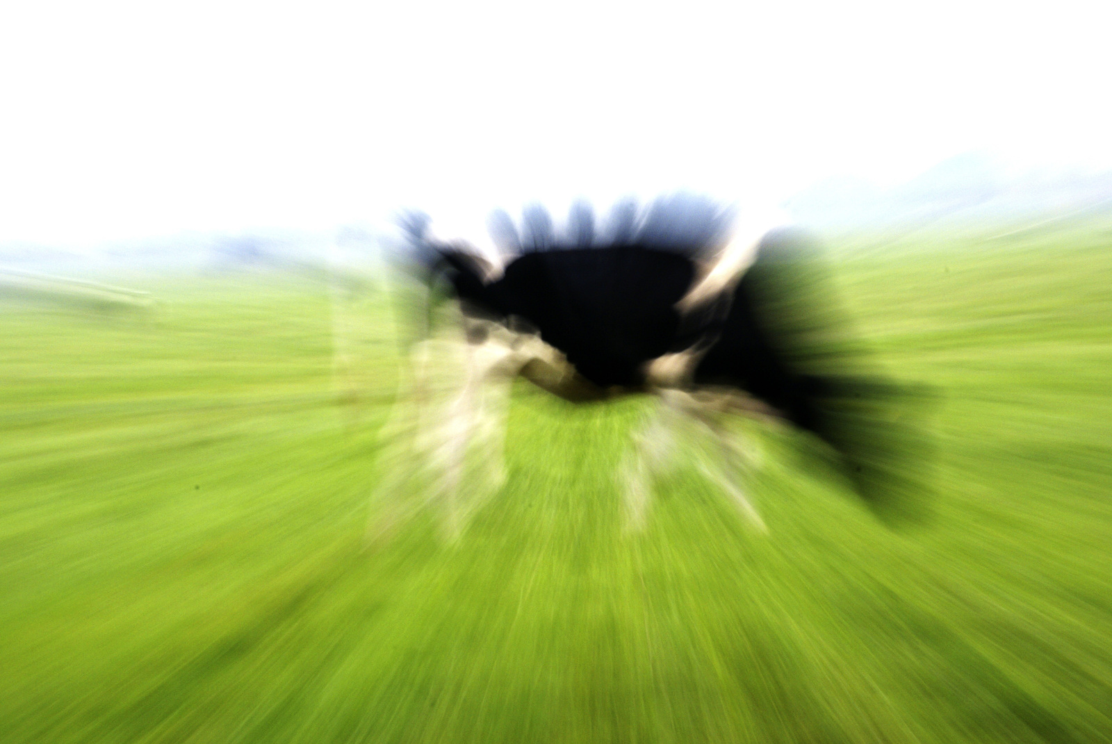 Exploding Cow