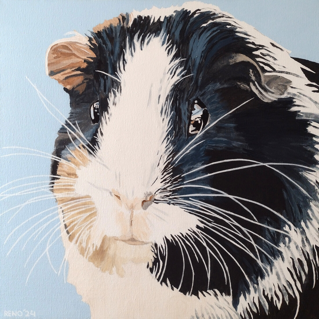 Cavia